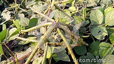Vigna radiata green gram maash cultivation Stock Photo
